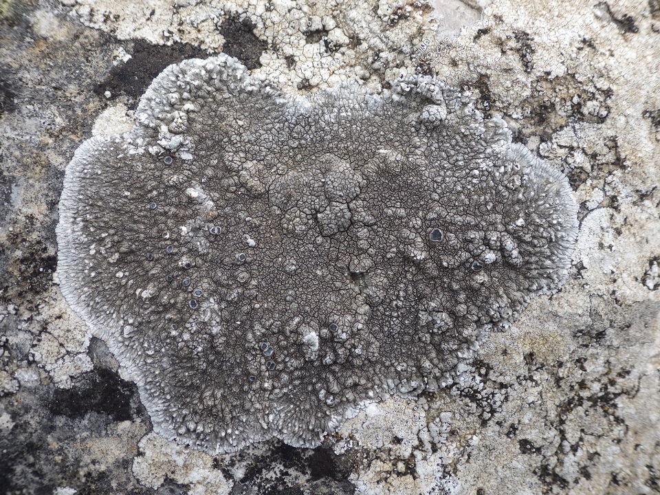 Aspicilia radiosa image