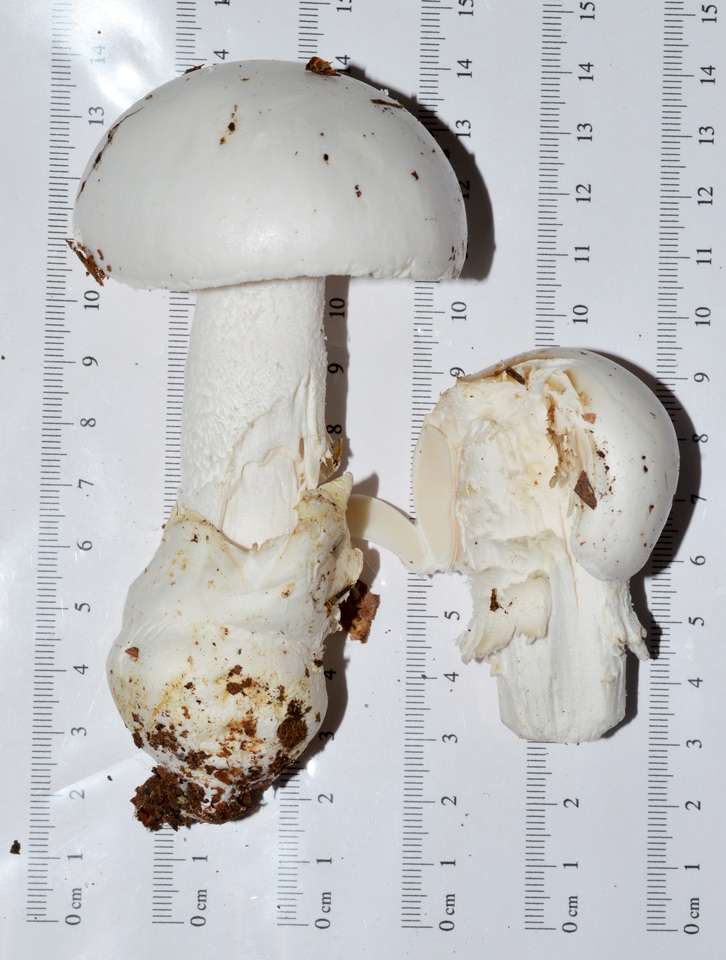 Amanita hygroscopica image