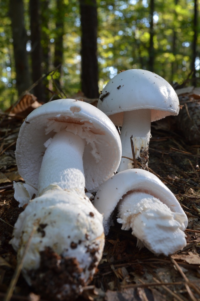 Amanita hygroscopica image