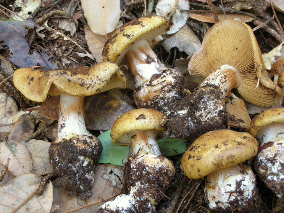 Calonarius image