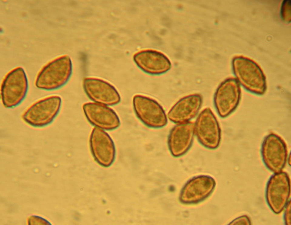 Calonarius image