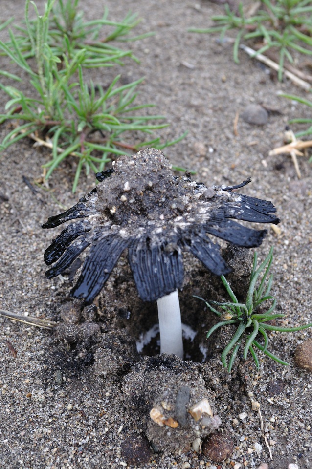 Coprinus xerophilus image