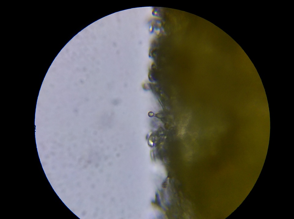 Gymnopilus luteus image