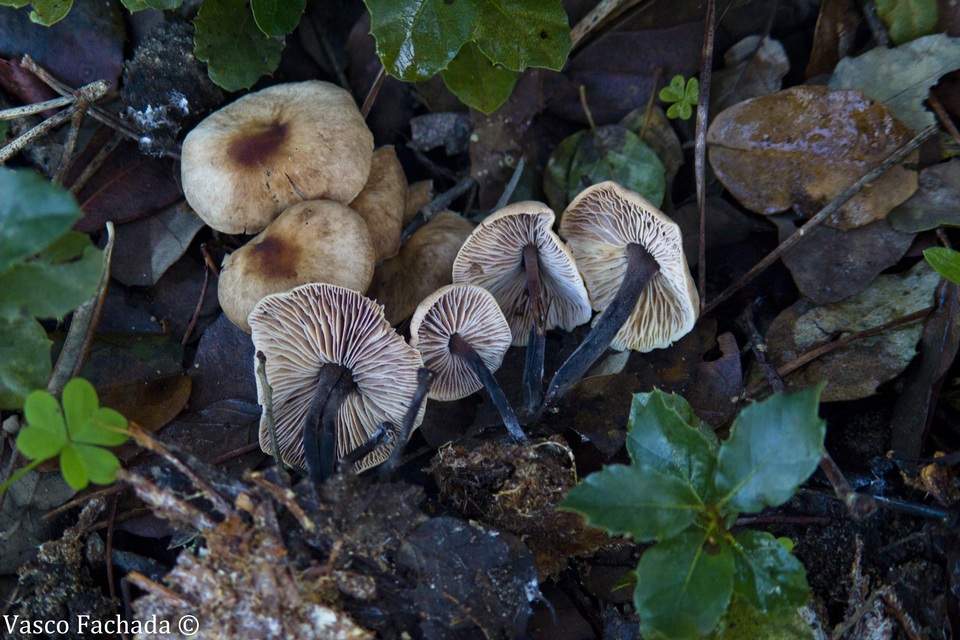 Gymnopus brassicolens var. pallidus image
