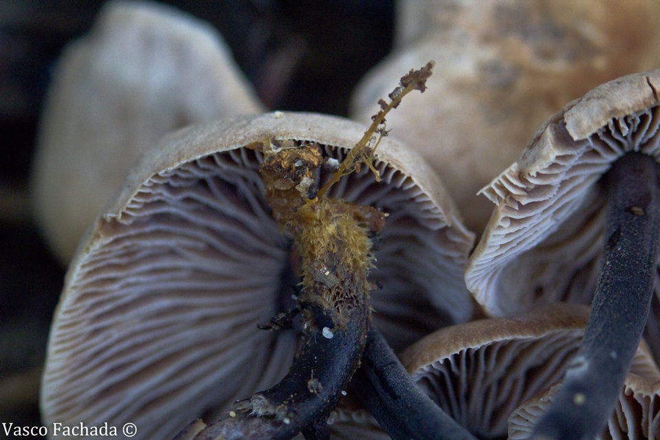 Gymnopus brassicolens var. pallidus image