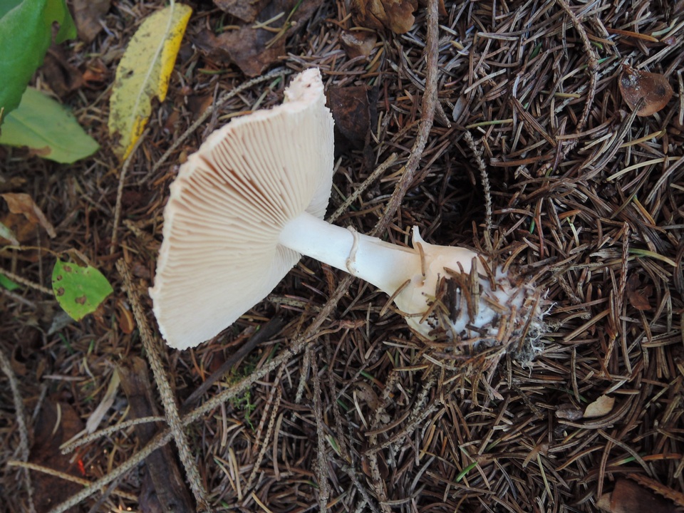 Leucoagaricus carneifolius image