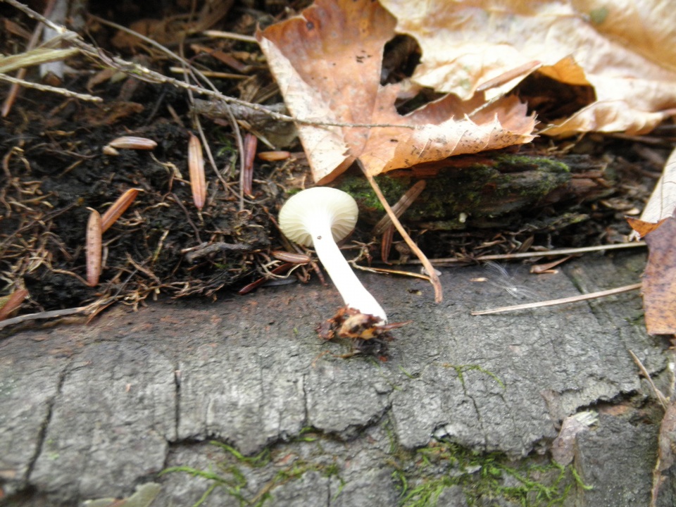 Cuphophyllus niveus image