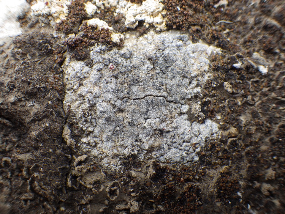 Caloplaca teicholyta image