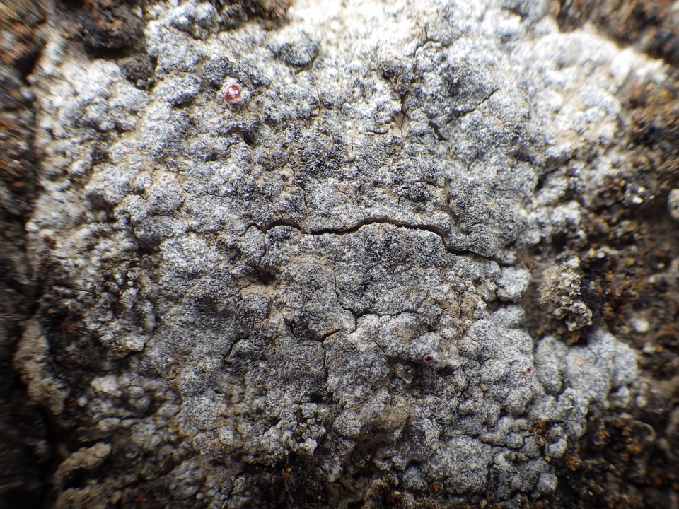 Caloplaca teicholyta image
