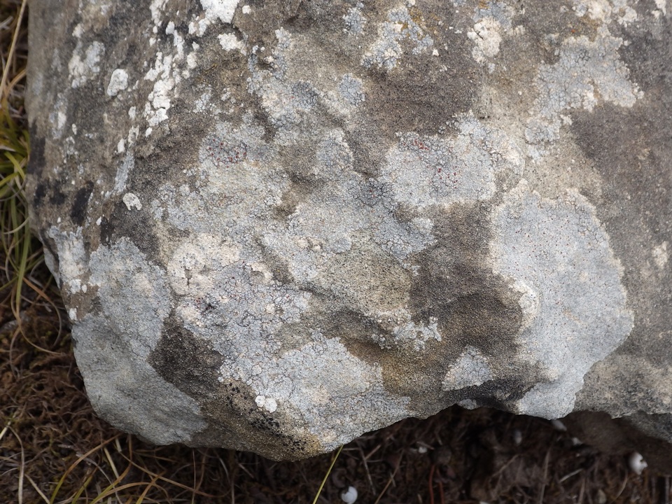 Caloplaca teicholyta image