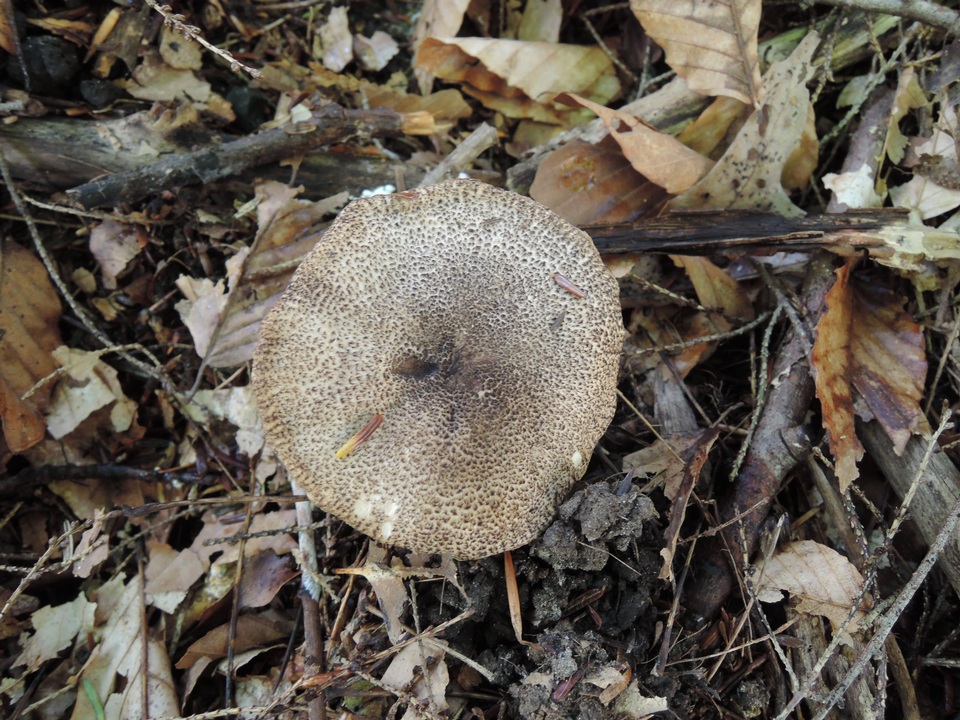 Tricholoma atrosquamosum image