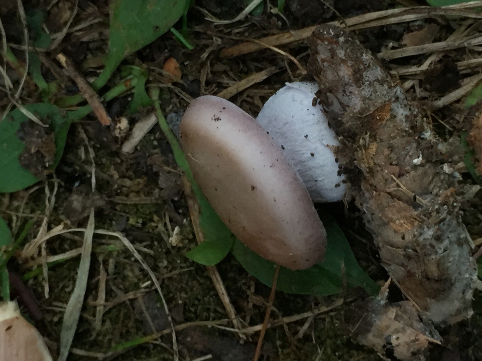 Lepista personata image
