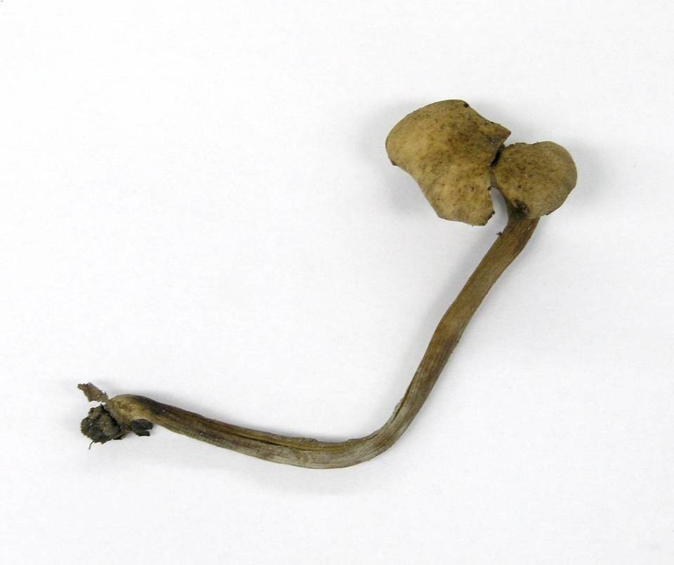 Naucoria scolecina image