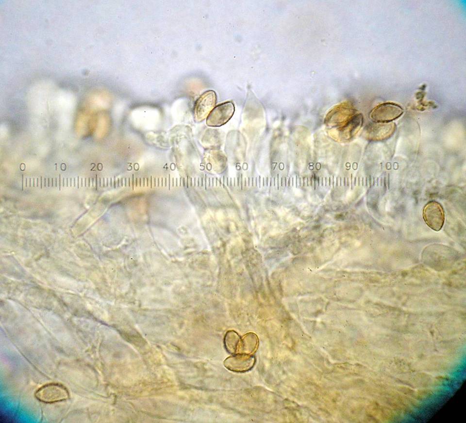 Naucoria scolecina image