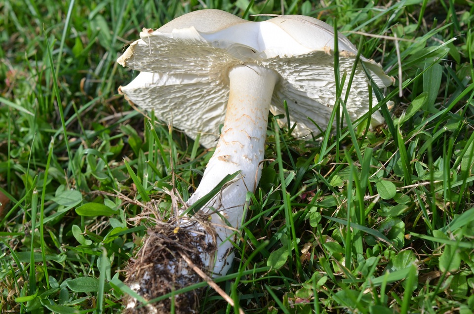 Hypomyces banningiae image