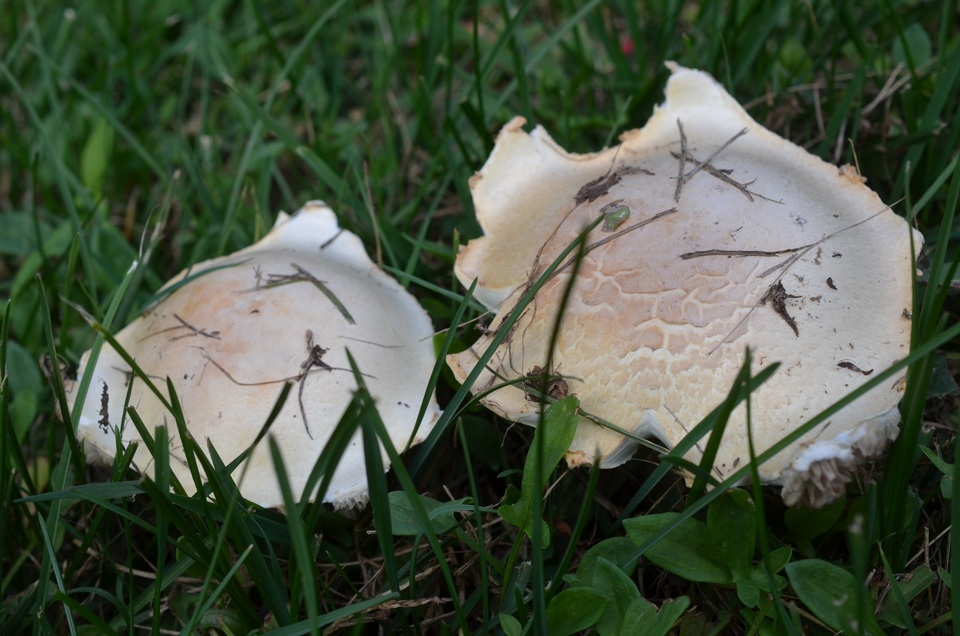 Hypomyces banningiae image