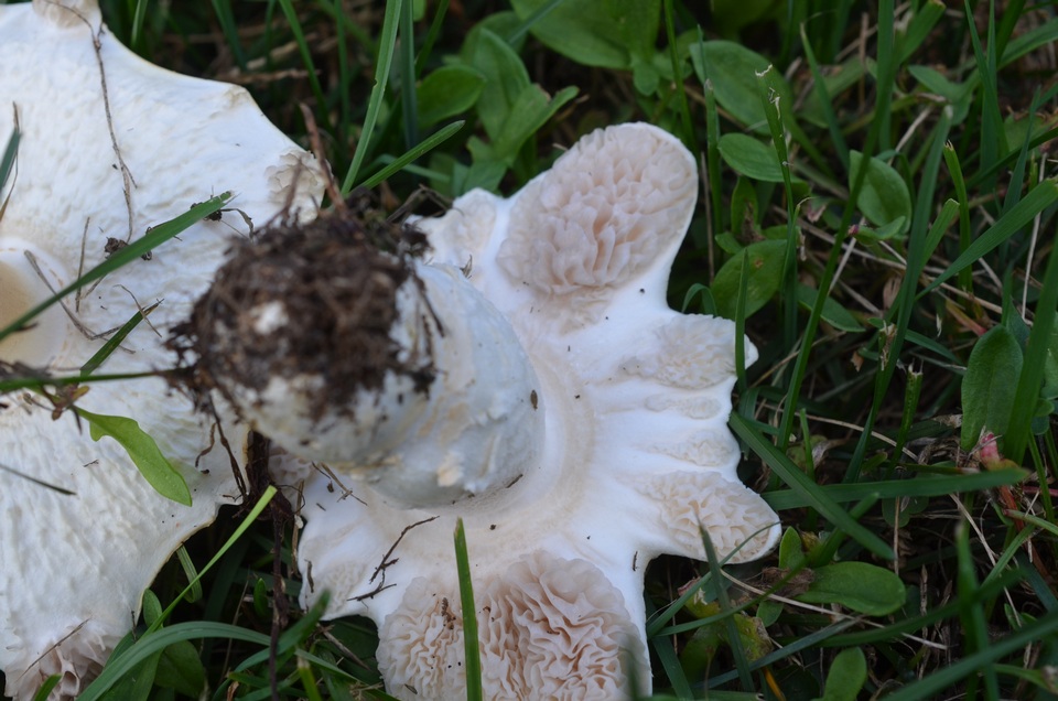 Hypomyces banningiae image