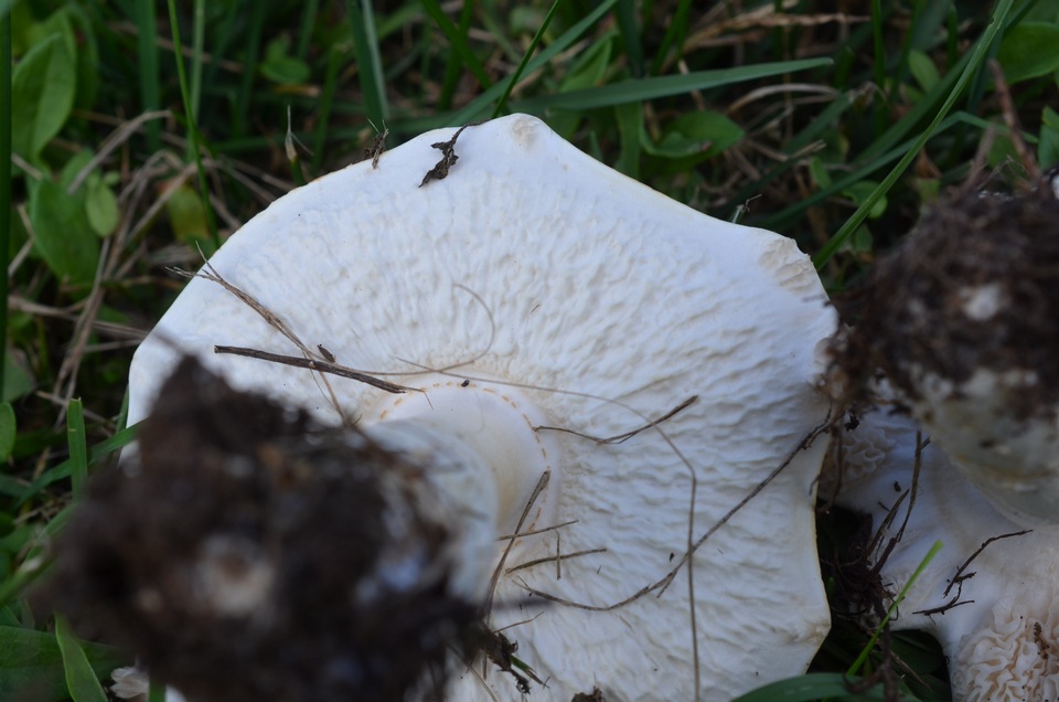 Hypomyces banningiae image