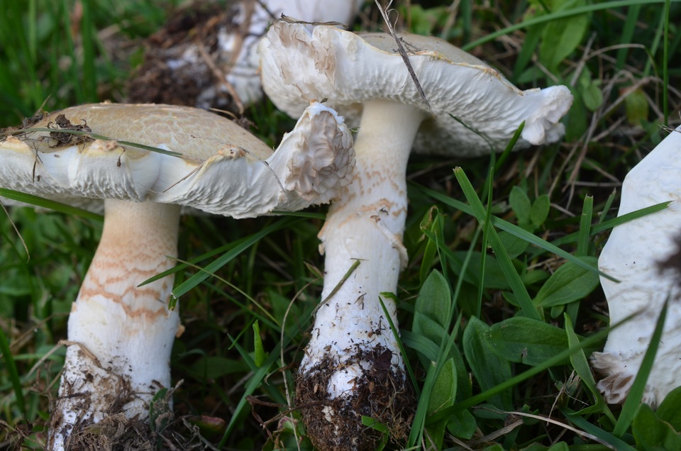 Hypomyces banningiae image