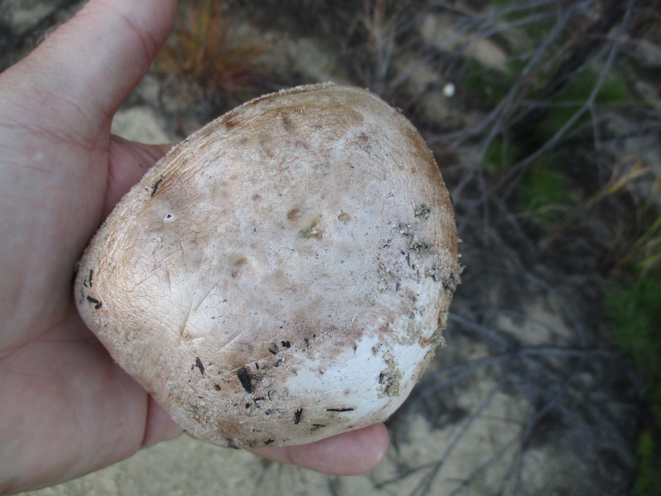 Tricholoma colossus image