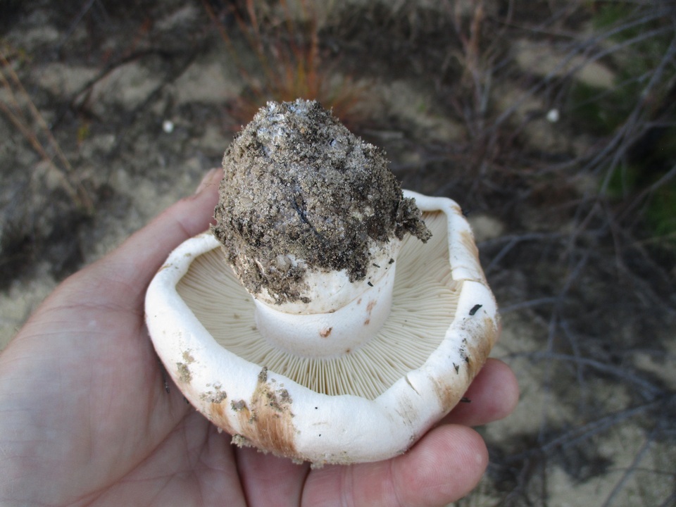 Tricholoma colossus image