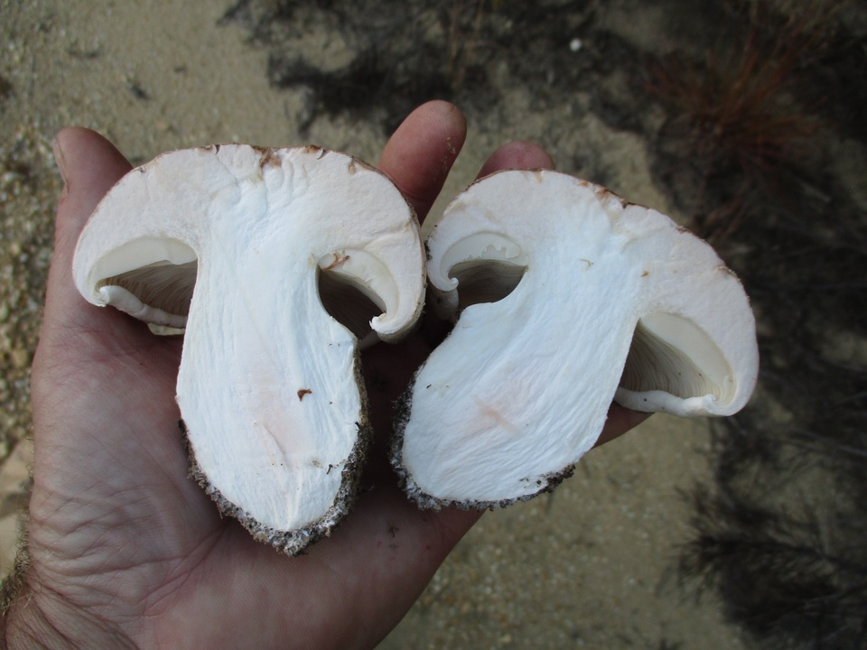 Tricholoma colossus image