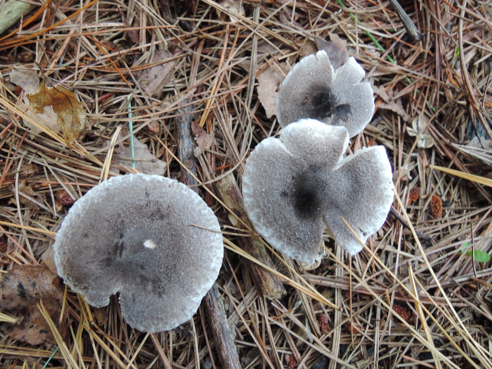 Tricholoma triste image