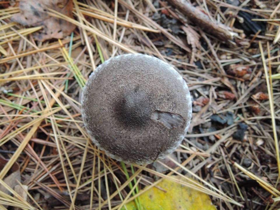 Tricholoma triste image