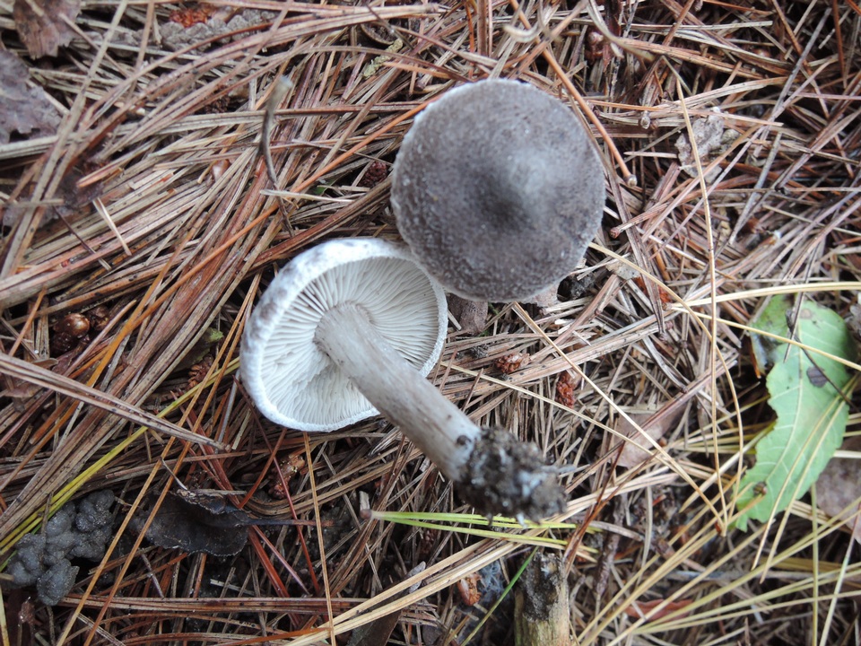 Tricholoma triste image