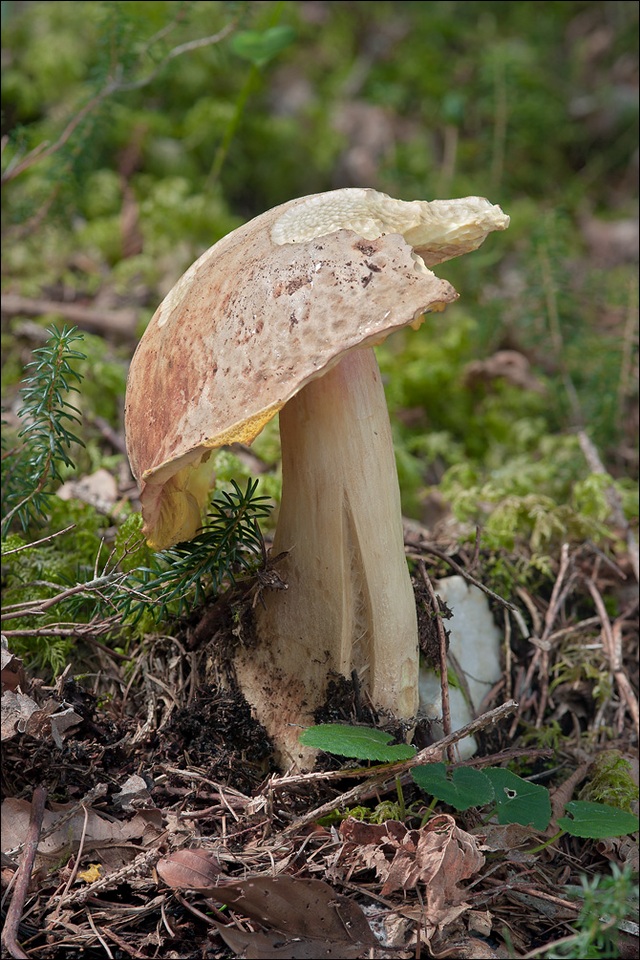 Boletus depilatus image