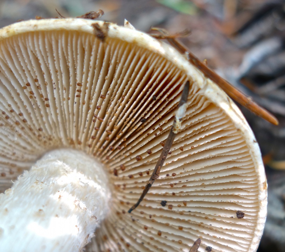 Hebeloma insigne image