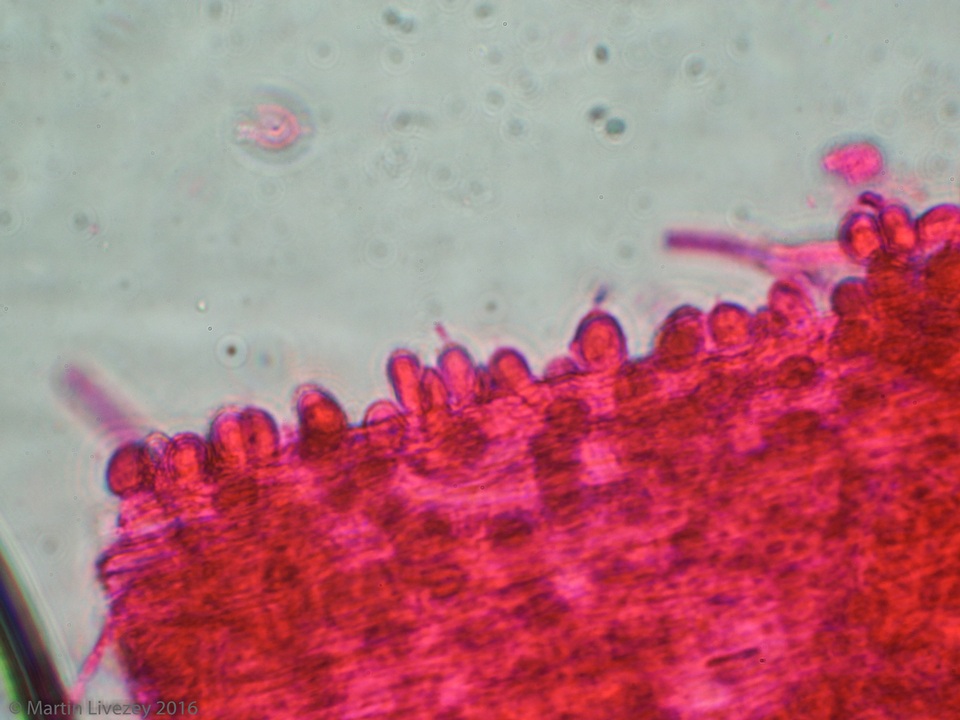 Akanthomyces aranearum image