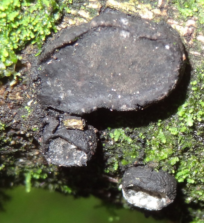 Camillea image