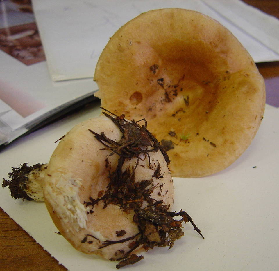 Lactarius musteus image