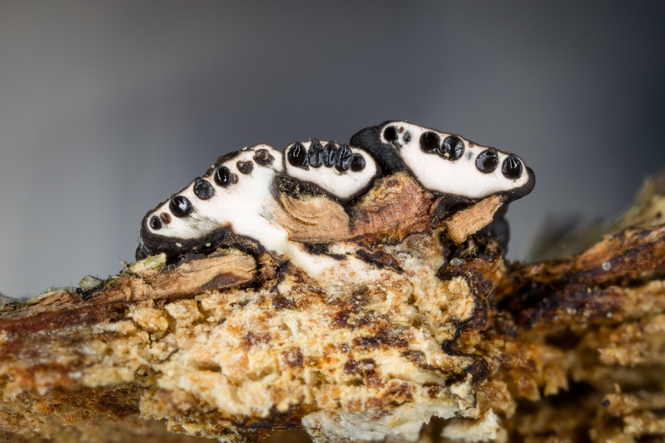 Sarawakus frustulosus image