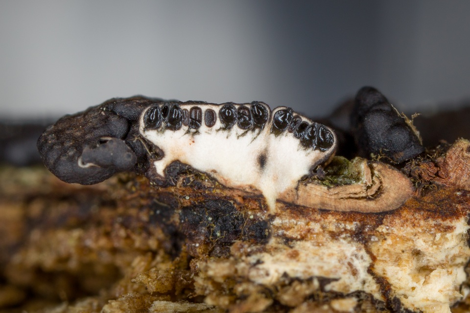 Sarawakus frustulosus image
