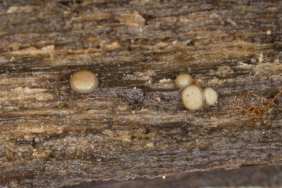 Vibrissea filisporia image