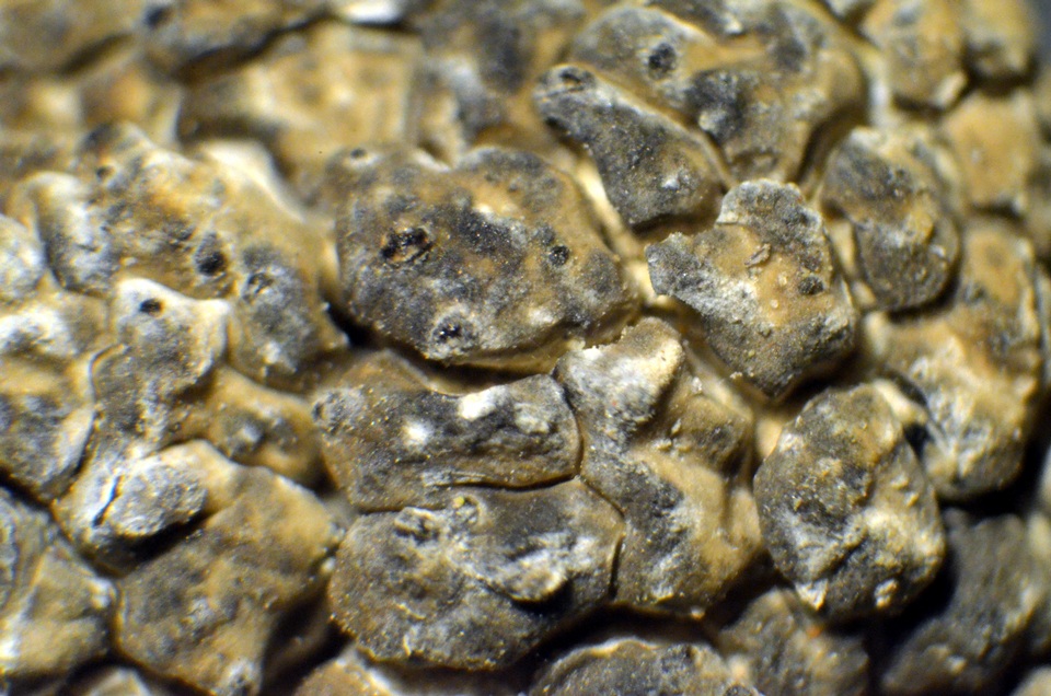 Aspicilia cuprea image
