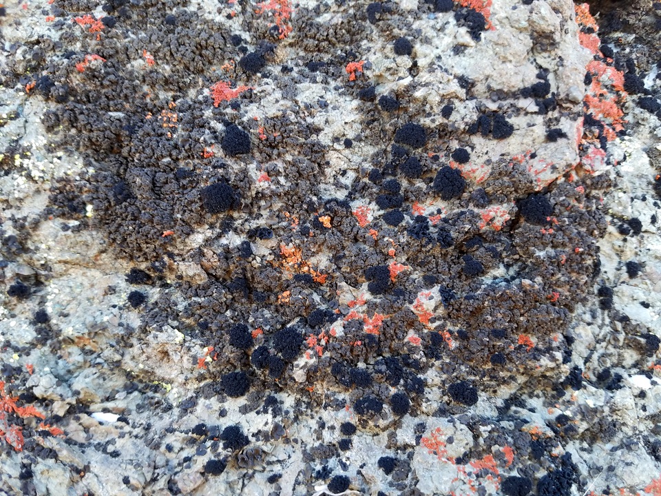 Peltula obscurans image