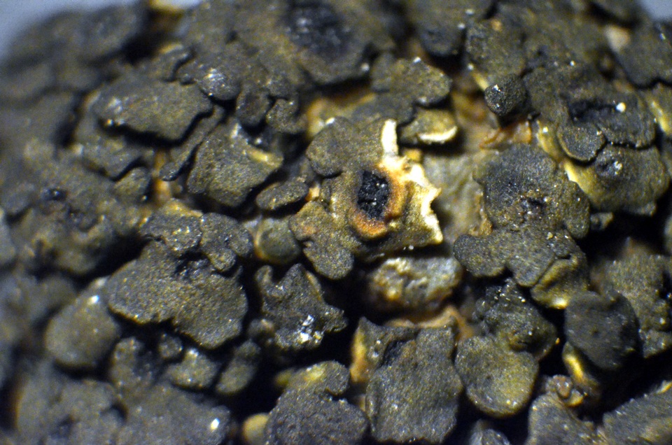 Peltula obscurans image