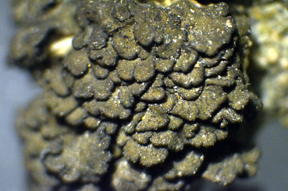 Peltula obscurans image