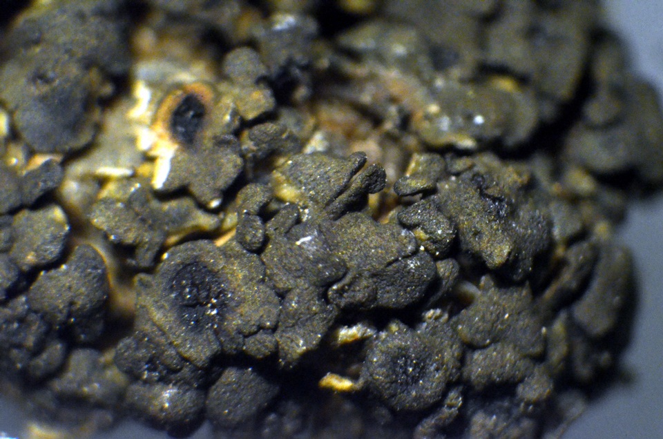 Peltula obscurans image