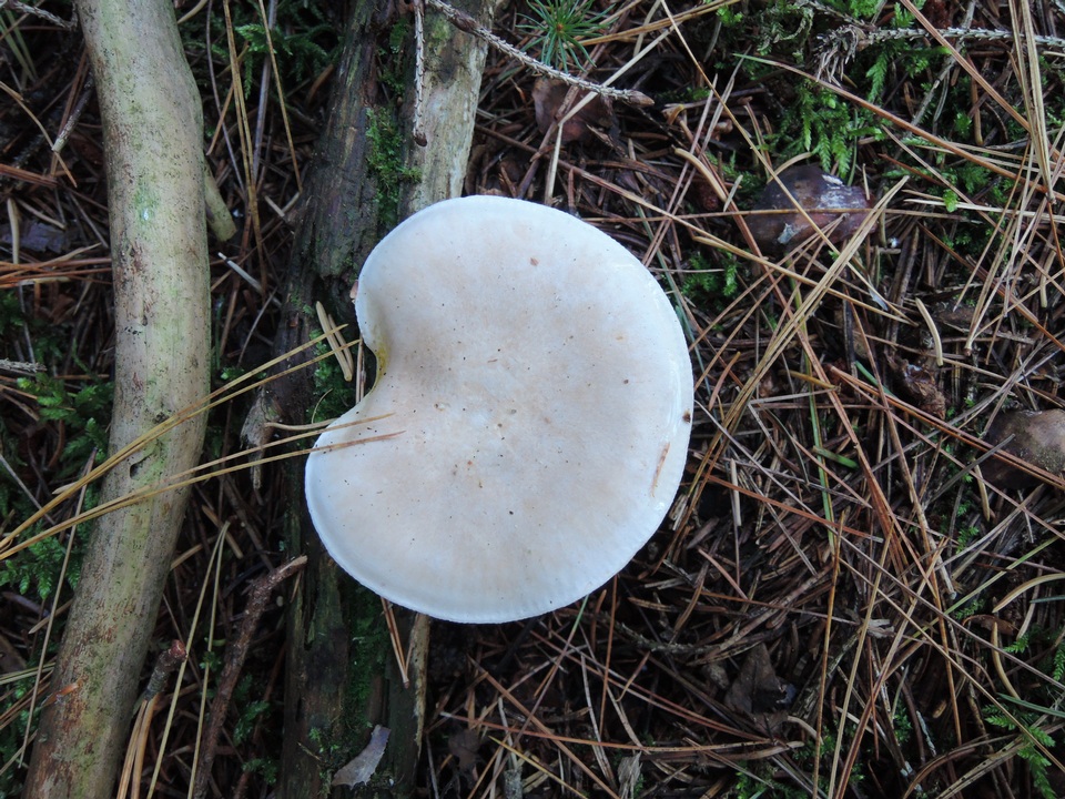 Lepista aeruginosa image