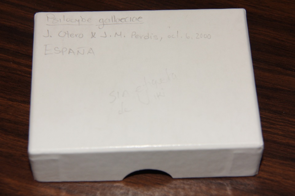 Psilocybe gallaeciae image