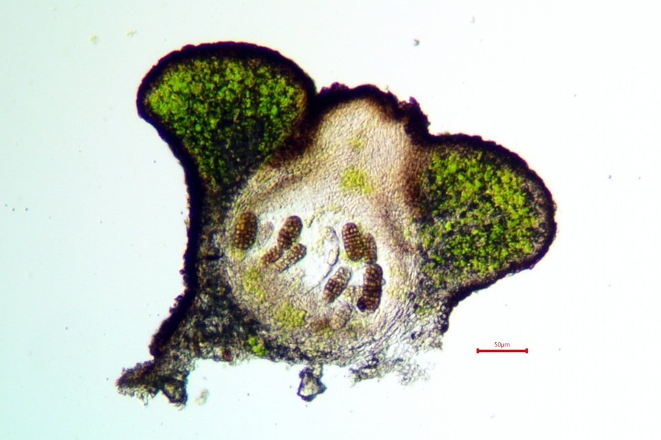 Staurothele areolata image