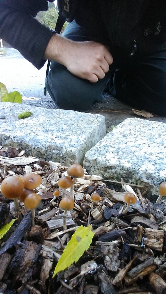 Psilocybe bohemica image