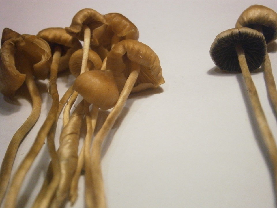 Psilocybe semilanceata f. sterile image