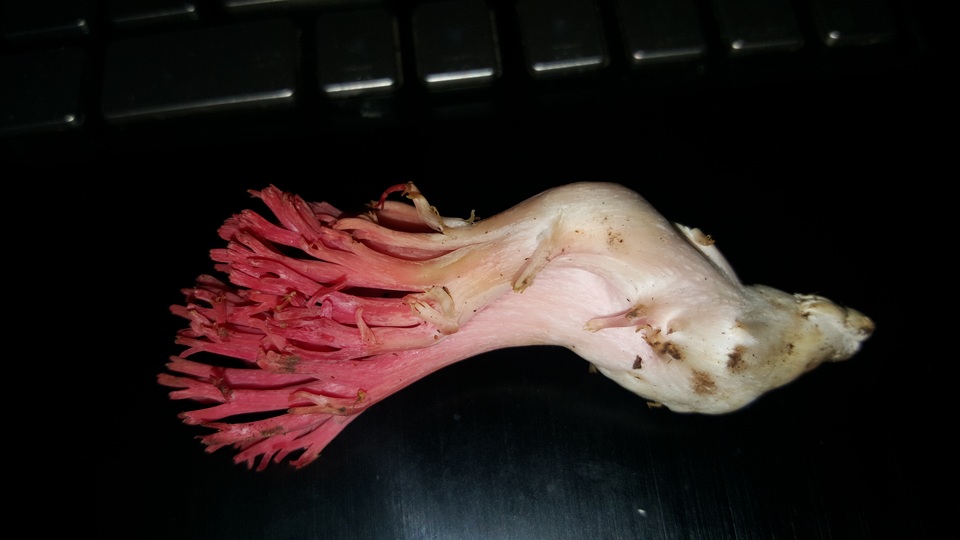 Ramaria araiospora var. rubella image