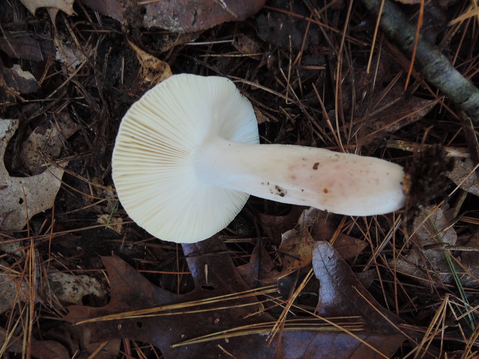 Russula violeipes image