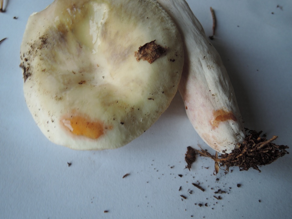 Russula violeipes image